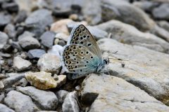 DSC_0780-Polyommatus-escheri-scaled