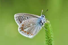 DSC_1230-2016-6-24-Polyommatus-dorylas-Valdieri-iNat2-scaled