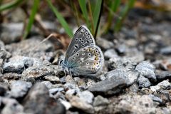 DSC_1339-2022-3-7-Polyommatus-eros-Val-Clarea-iNat-scaled