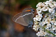 DSC_1394-2022-7-3-Satyrium-spini-Val-Clarea-iNat-scaled