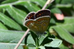 DSC_1520-2020-7-25-Polyommatus-thersites-Ris.-Nat.-Orrido-di-Foresto-iNat1-scaled