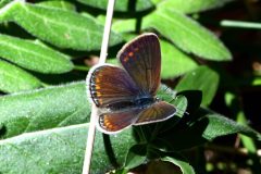 DSC_1526-2020-7-25-Polyommatus-thersites-Ris.-Nat.-Orrido-di-Foresto-iNat2-2-scaled