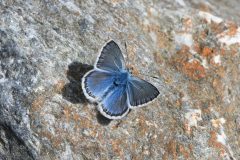 DSC_1711-2022-7-14-Polyommatus-eros-Rochemolles-iNat2-scaled