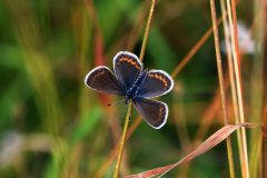 DSC_1825-2020-8-7-Plebejus-argus-f.-Malciaussia-iNat-scaled