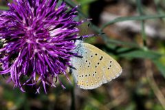 DSC_2020-2022-7-14-Lycaena-hippothoe-ssp.-eurydame-Rochemolles-iNat1-scaled