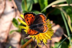 DSC_3067-2021-4-23-Lycaena-phlaeas-VdT-iNat1-scaled