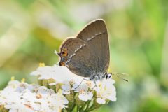 DSC_3080-2023-8-13-Satyrium-acaciae-Claviere-iNat2-scaled