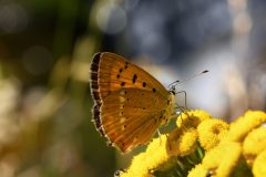 DSC_4019-2023-8-23-Lycaena-virgaureae-Limonetto-iNat4-scaled