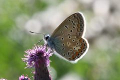 DSC_4678-2018-10-3-Polyommatus-icarus-Rosta-scaled