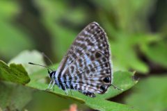 DSC_4988_992-Leptotes-pirithous-1-Marcon-iNat-bis-scaled