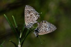 DSC_5830-2022-10-7-Leptotes-pirithous-accoppiamento-Villatella-verso-Grammondo-iNat1-scaled