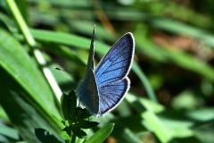 DSC_6167-2021-7-14-Cyaniris-semiargus-m-Vallone-dellArma-iNat2-bis