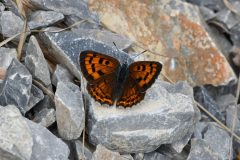 DSC_6613-2021-7-14-Lycaena-alciphron-f-Valdieri-scaled