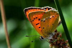 DSC_7224-2021-7-24-Lycaena-virgaureae-Vallone-dArnas-Usseglio-iNat2-scaled