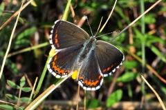 DSC_7487-2013-6-30-Lysandra-bellargus-femmina-VdT-iNat1