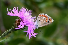 DSC_8097-2019-7-30-Polyommatus-thersites-Strada-per-Granmondo-Villatella-iNat-scaled