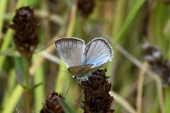 DSC_8137-2019-7-30-Polyommatus-dolus-Villatella