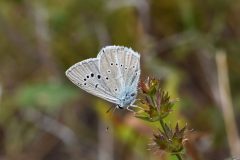 DSC_8139-2019-7-30-Polyommatus-dolus-Villatella-scaled