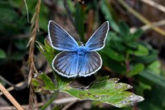 DSC_8388-2021-8-19-Polyommatus-damon-sopra-Plan-de-la-Selle-da-M.-Cotolivier-a-L.-di-Desertes-iNat1-scaled