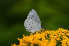 DSC_8648-2019-8-9-Celastrina-argiolus-m-Caselette-SIC-scaled