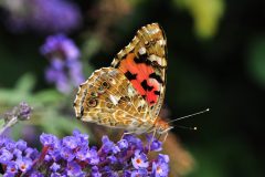 DSC_0161-Vanessa-cardui-1-Rivoli-scaled