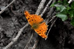 DSC_0586-2022-6-5-Polygonia-egea-via-Pampalu-Urbiano-iNat1-bis-scaled