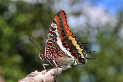 DSC_13011-Charaxes-jasius-Toirano-scaled