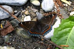 DSC_9769-2023-6-27-Limenitis-populi-m-provincia-di-Cuneo-iNat-scaled