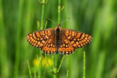 DSC_9932-2020-5-15-Euphydryas-aurinia1-Caselette-iNat1-scaled